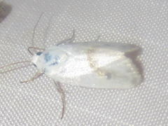 Ponometia virginalis