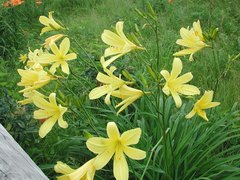 Hemerocallis yezoensis
