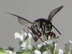Synocoelioxys
