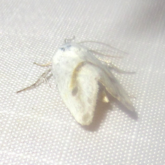 Ponometia virginalis