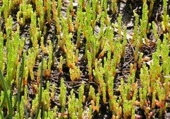 Salicornia perennans