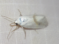 Ponometia virginalis