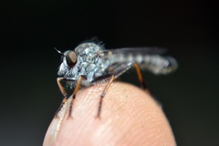 Neomochtherus geniculatus