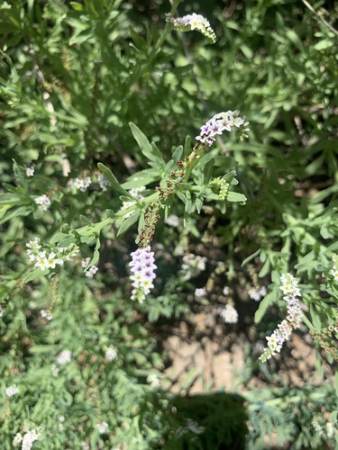 iNaturalist observation photo of alkali heliotrope