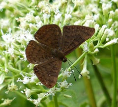 Emesis ocypore zelotes