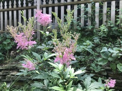 Filipendula rubra