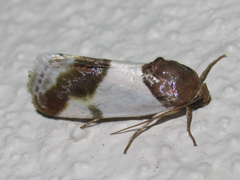 Tarache lactipennis