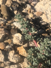 Halogeton glomeratus
