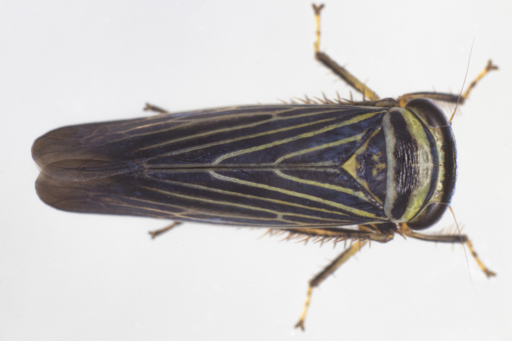 Limotettix nigrax