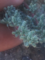 Halogeton glomeratus