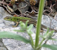 Podarcis siculus