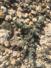 Halogeton glomeratus