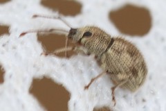 Calomycterus setarius