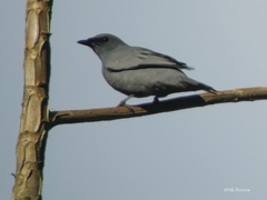 Edolisoma schisticeps