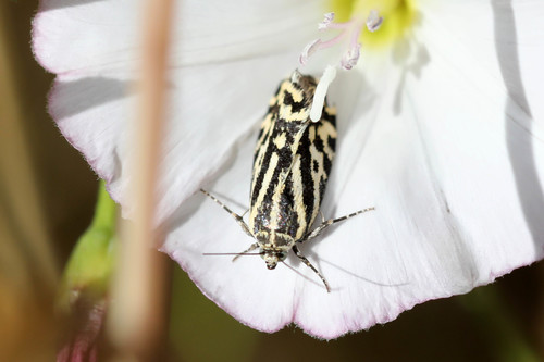 Taškuotasis Pelėdgalviukas nuotrauka