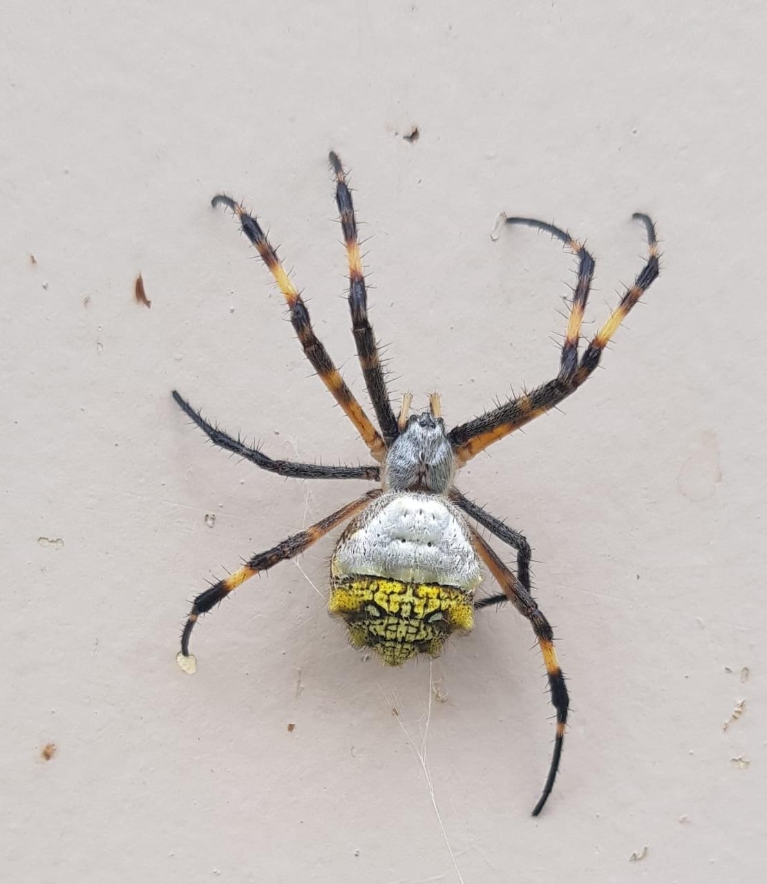 Argiope argentata image