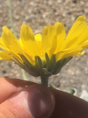 Enceliopsis nudicaulis