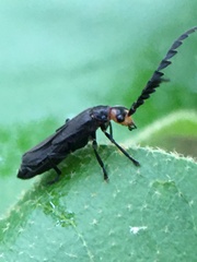 Tytthonyx erythrocephala