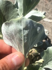 Enceliopsis nudicaulis