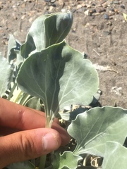 Enceliopsis nudicaulis