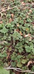 Glechoma hederacea