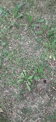Glechoma hederacea