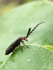 Tytthonyx erythrocephala