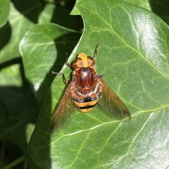 Volucella zonaria