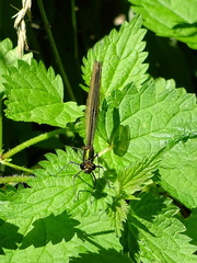Calopteryx virgo