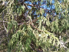 Juniperus flaccida