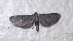 Eupithecia assimilata