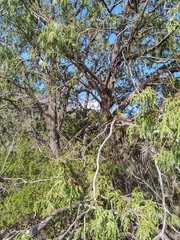 Juniperus flaccida