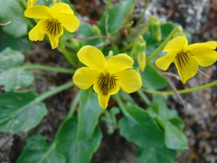 Viola barroetana