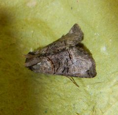 Abrostola tripartita