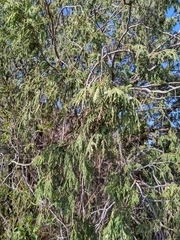 Juniperus flaccida