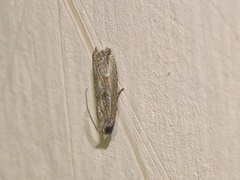 Bactra