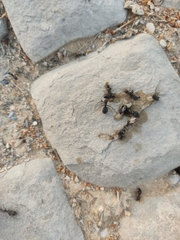 Camponotus vagus