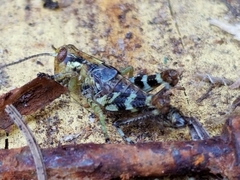 Melanoplus punctulatus