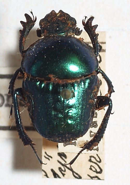 Gymnopleurus sericeifrons