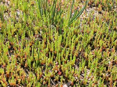 Salicornia perennans