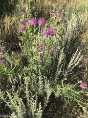 Centaurea scabiosa apiculata