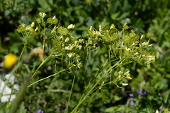 Biscutella laevigata