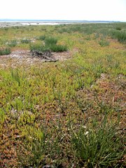 Salicornia perennans