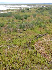 Salicornia perennans