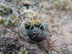 Coryphantha ottonis