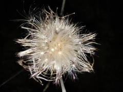 Cirsium mohavense
