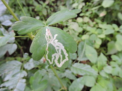 Phytomyza minuscula group