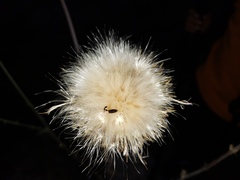 Cirsium mohavense