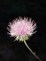 Cirsium mohavense