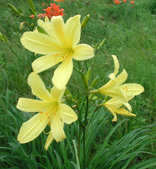 Hemerocallis yezoensis